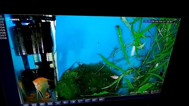 Ночная камера videoline смотреть онлайн