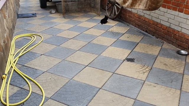 Щенки йоркширского терьера, наши малыши смотреть онлайн