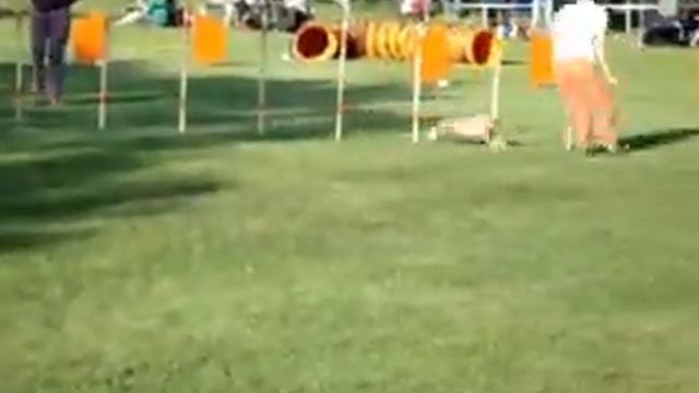 OŠRA 2011 Lenča Hajduková a Mandy (Ch. Magic Touch Gavany´s Bohemia) смотреть онлайн