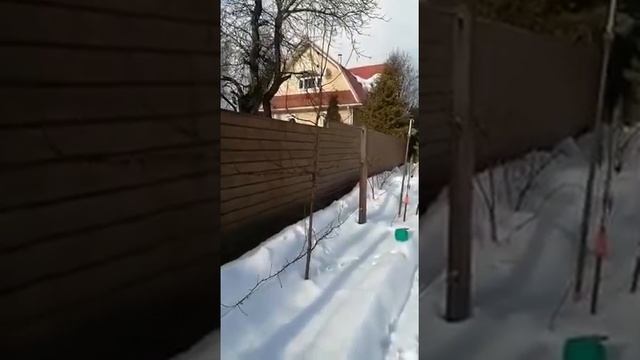 1ч.:Обрезка Яблони на Шпалере.#обрезка #обрезкасада #яблоня #хайпсад #уходзасадом1 #haipsad #дача смотреть онлайн