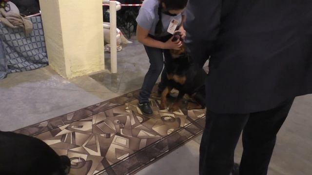 Суки промежуток 1.  007 РУС РПХ НЕКАР ДЕЛИЯ  008. Сокровище Алексы Ульбара