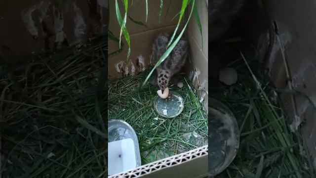 Забавные Пушистики