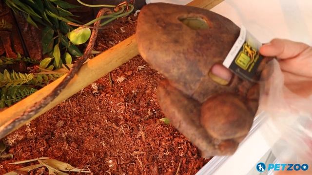 Watch a Baby Green Tree Python Use a Hiding Cave Decoration in a Reptile Terrarium смотреть онлайн