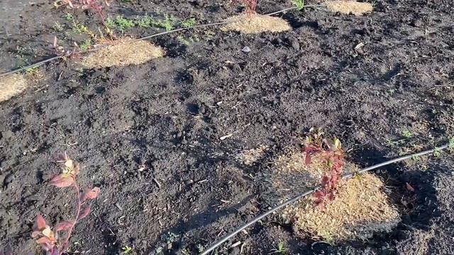 Голубика осенью. Уход за голубикой. Голубика покраснела смотреть онлайн