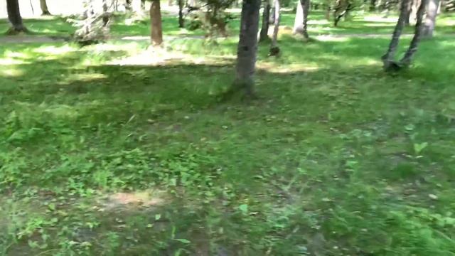 Собираем белые грибы в парке, Estonia. (белый гриб дубовик) смотреть онлайн
