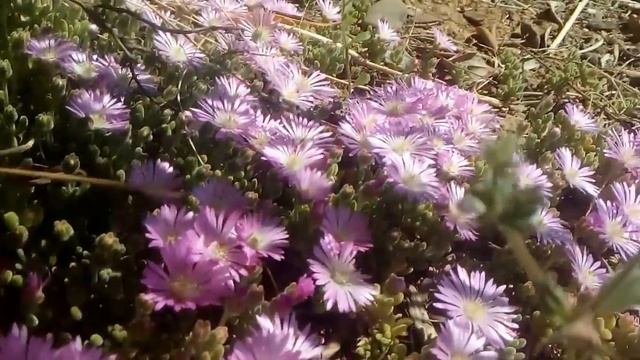flores de Lampranthus смотреть онлайн