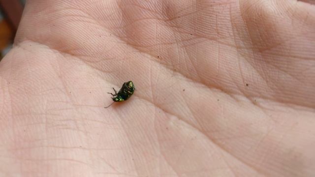 Жук-листоед ясноточный пытается перевернуться / Dead-nettle leaf beetle is trying to roll over 4K смотреть онлайн