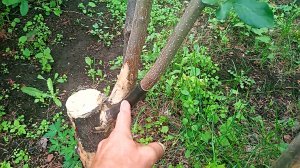 Как спасти сломанные ветви и стволы яблони или любого другого дерева.