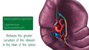 Селезёнка - Анатомия человека | Kenhub