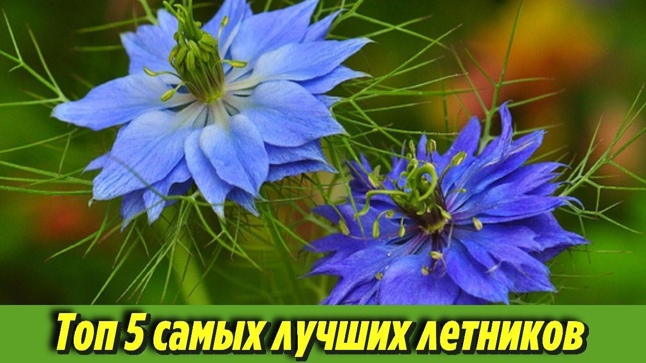 Посеяла сразу в почву и не нарадуюсь. 5 самых лучших летников, которые будут радовать вас на даче смотреть онлайн