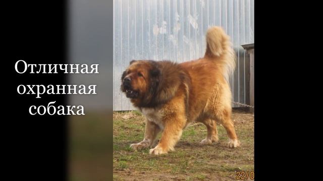 Кавказская овчарка - Зидан Ласковый Зверь. ПАМЯТЬ. смотреть онлайн