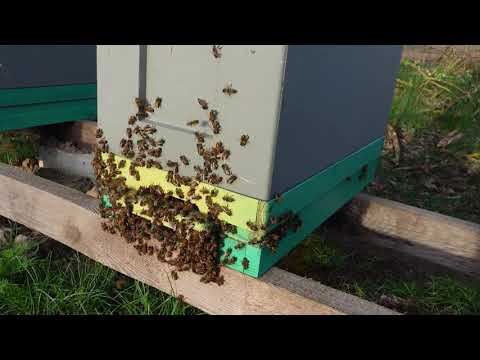 пыльцесборники для шестирамочника в работе и попутная ревизия пчел смотреть онлайн