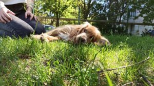 Обряд подчинения.Хочешь стать вожаком.