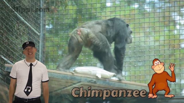 The Zoo Song – Animal Song for Kids – We’re Going to the Zoo – Nursery Rhymes for Toddlers смотреть онлайн