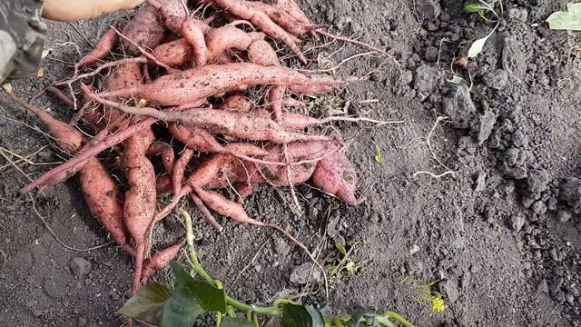 Батат. Что же выросло? смотреть онлайн