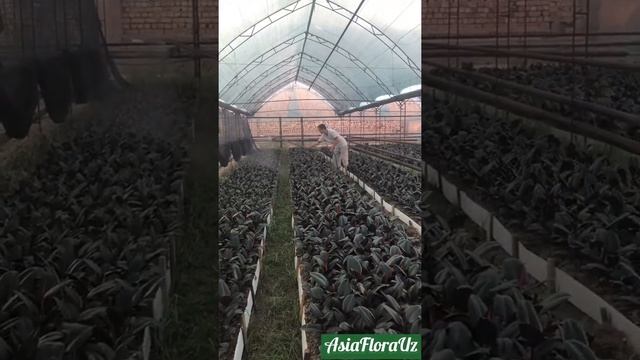 Fikusni ozuqlantirish ^Give mineral fertilizers for Ficus Black prince plant смотреть онлайн