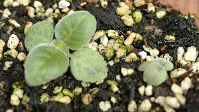 Gloksynia z nasion / sinningia from seeds смотреть онлайн