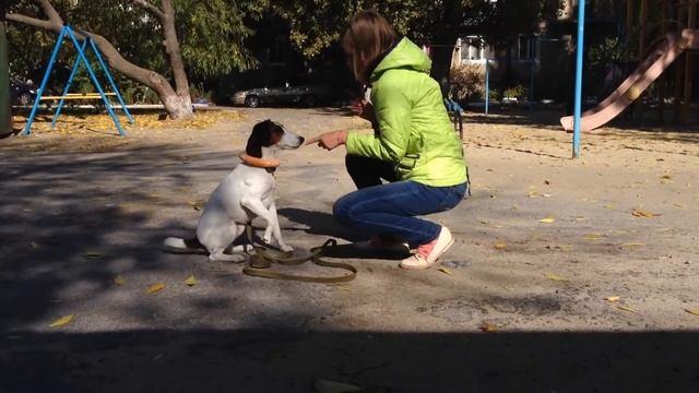 Дрессировка собаки. Непоседливый Фокстерьер. смотреть онлайн