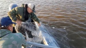 Рыбалка Сетями на Амуре. Осенняя кета. Гонцы монстры радуют!