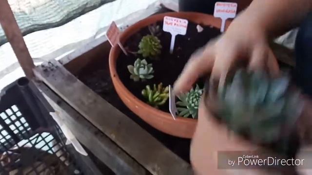 Suculentas Sedum,Echeveria Nodulosa,Echeveria Blue Prince e Orelha de Elefante. смотреть онлайн