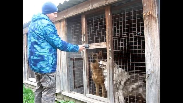 Как объяснить собаке, что без разрешения из вольера выходить нельзя смотреть онлайн