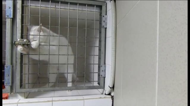 Пушистое чудо смотреть онлайн