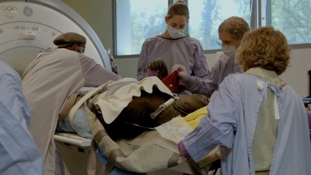 GE Appliances Outfits the San Diego Zoo & Safari Park with New Commercial Laundry Line смотреть онлайн