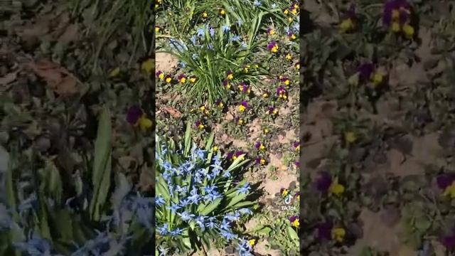 Скромные цветы у подъезда смотреть онлайн