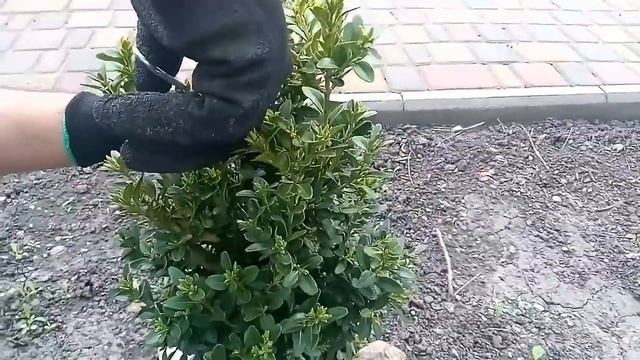 Обработка Самшита. Самшит в саду профилактика заболеваний. смотреть онлайн