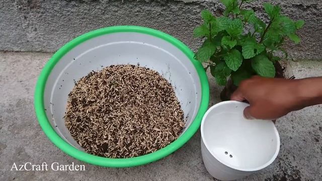 An easy way to repotting mint leaves / herbal plants l Mentha piperita L. смотреть онлайн