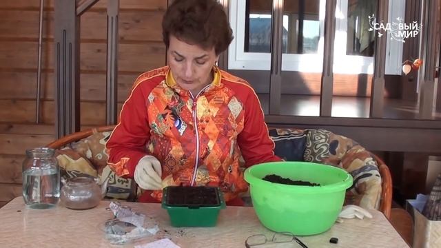 Рассада томатов без пикировки. Сайт "Садовый мир" смотреть онлайн