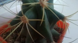 Кактус Ферокактус. Советы по уходу за кактусом.