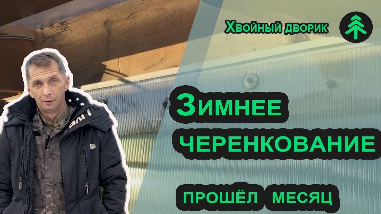 Зимнее черенкование хвойных в теплице - через месяц после посадки черенков (туя, ель, можжевельник) смотреть онлайн
