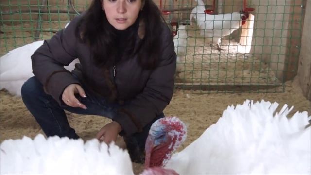 Индюки* Условия содержания*Корма* смотреть онлайн