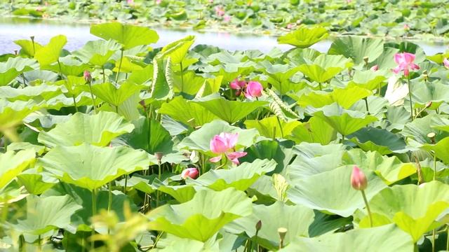 Лотос Дальневосточный (Комарова). Лотос - символ чистоты и божественной  красоты.