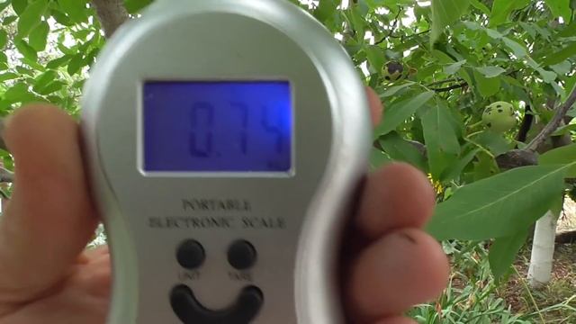 Сорт помидоров "ВЕЛЬМОЖА "" смотреть онлайн