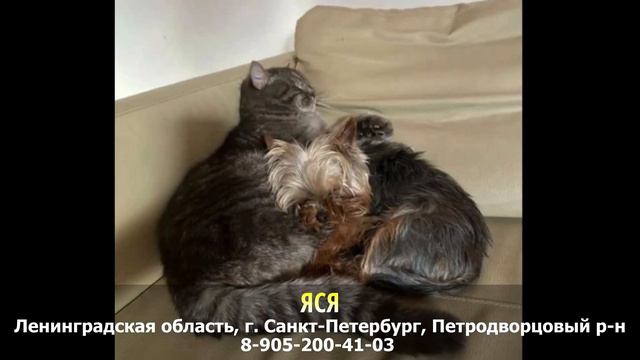 Пропала собака! ЯСЯ. Ленинградская область, г. Санкт-Петербург, Петродворцовый р-н смотреть онлайн