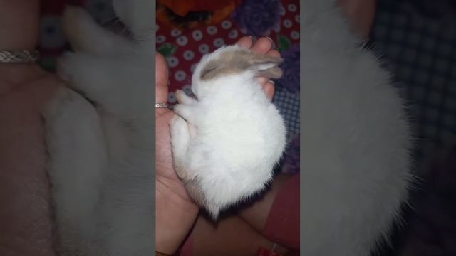 Bunny sleeping time ? #bunny #viral #pets смотреть онлайн