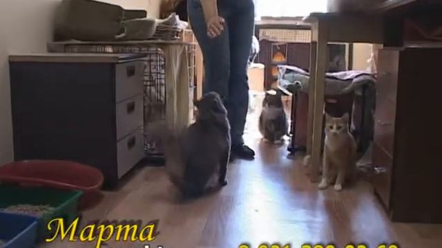 Вегас, Марта, Лютик смотреть онлайн