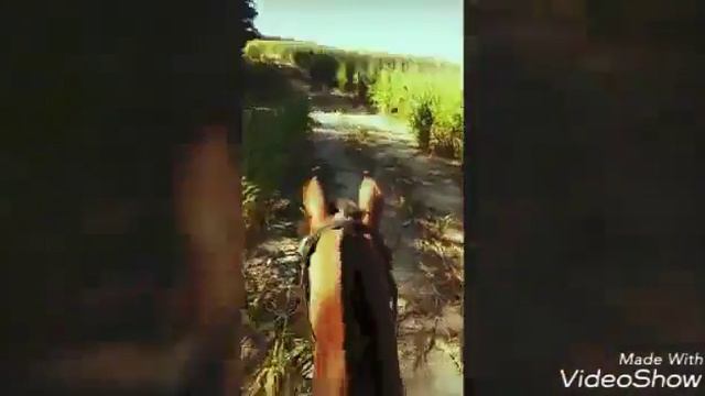 лето на конюшне Лошадиный рай смотреть онлайн