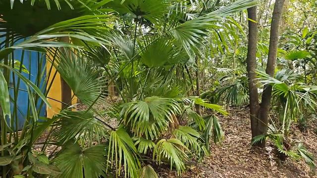 🔴LIVE🔴 Explore Disney's Animal Kingdom with Us! смотреть онлайн