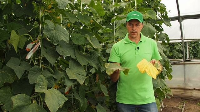 Желтеют листья у огурцов смотреть онлайн