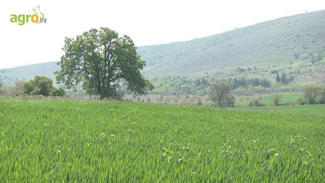 Лебозол на озимой пшенице 2 смотреть онлайн