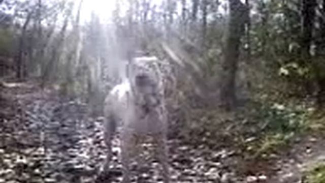 Винзор Далматин смотреть онлайн