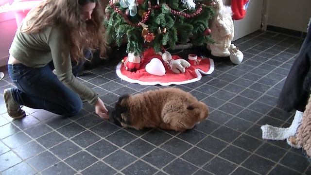 sharpei élevage du Grain de Beauté "Jango éducation" смотреть онлайн