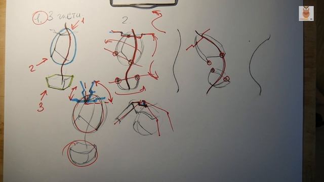 торс. основные пропорции, конструкция, раскрытие формы смотреть онлайн