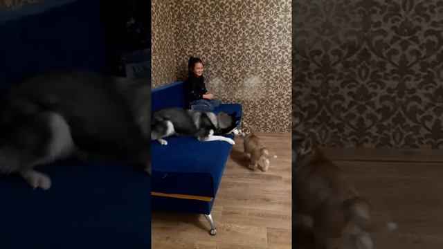 РЕАКЦИЯ ХАСКИ НА ЩЕНКА смотреть онлайн