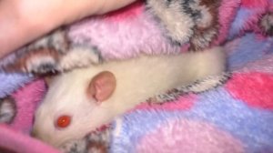 Это Случилось Неожиданно / Бессонная Ночь / Срочно Спасаем Крысу / Alisa Easy Pets