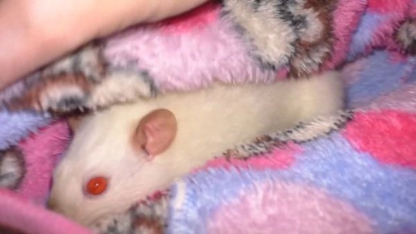 Это Случилось Неожиданно / Бессонная Ночь / Срочно Спасаем Крысу / Alisa Easy Pets