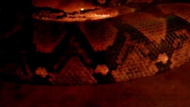 Python reticulatus At Australia Reptile Park смотреть онлайн